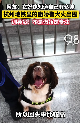 震惊!杭州地铁里的傲娇警犬火出圈 昂首挺胸精神气十足，地铁通道仿变身专属T台！！ (https://www.astrots.cn/) 热点 第1张